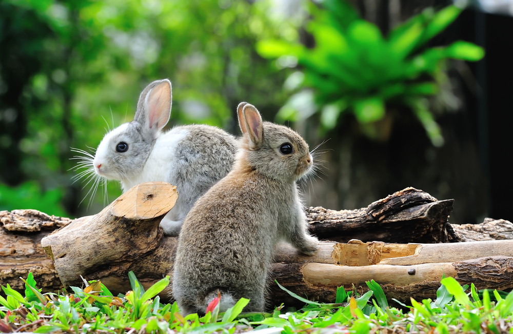 What Is Rabbit Starvation, And Should Carnivore Dieters Be Concerned About It?